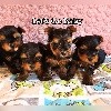  - Chiots mâle et femelles disponibles 