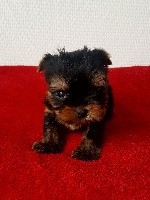 Let's Go Baby - Yorkshire Terrier - Portée née le 31/01/2018