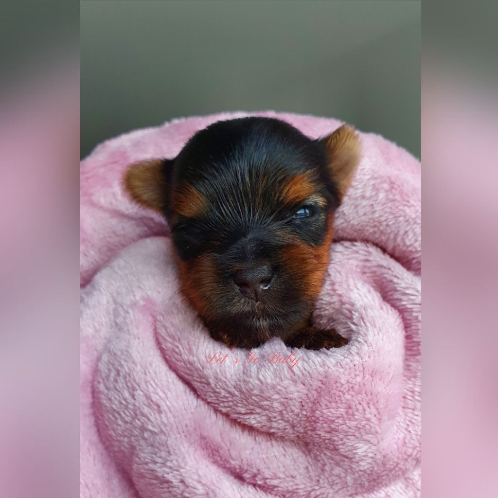 Let's Go Baby - Chiot disponible  - Yorkshire Terrier