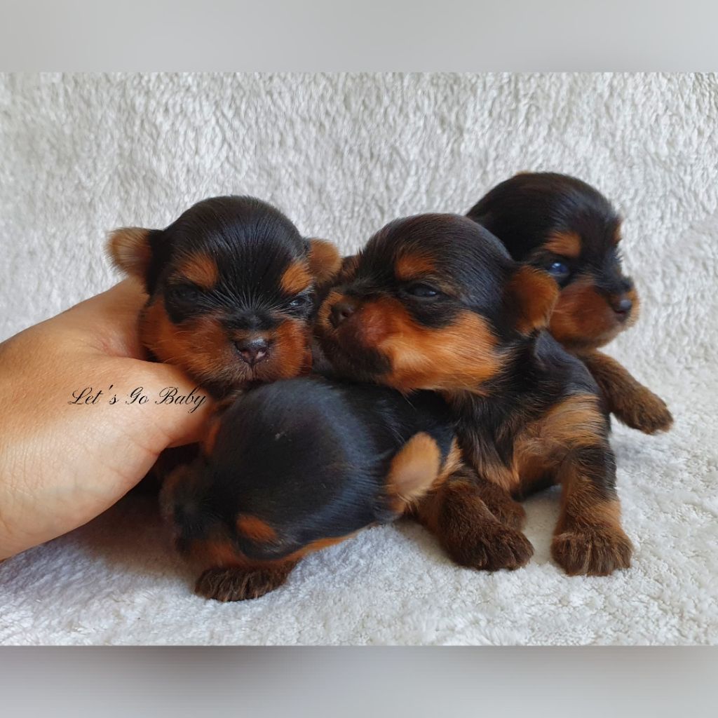 chiot Yorkshire Terrier Let's Go Baby