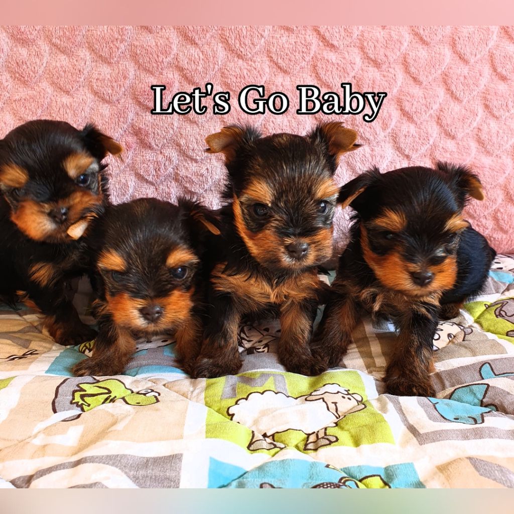 Let's Go Baby - Chiots mâle et femelles disponibles 