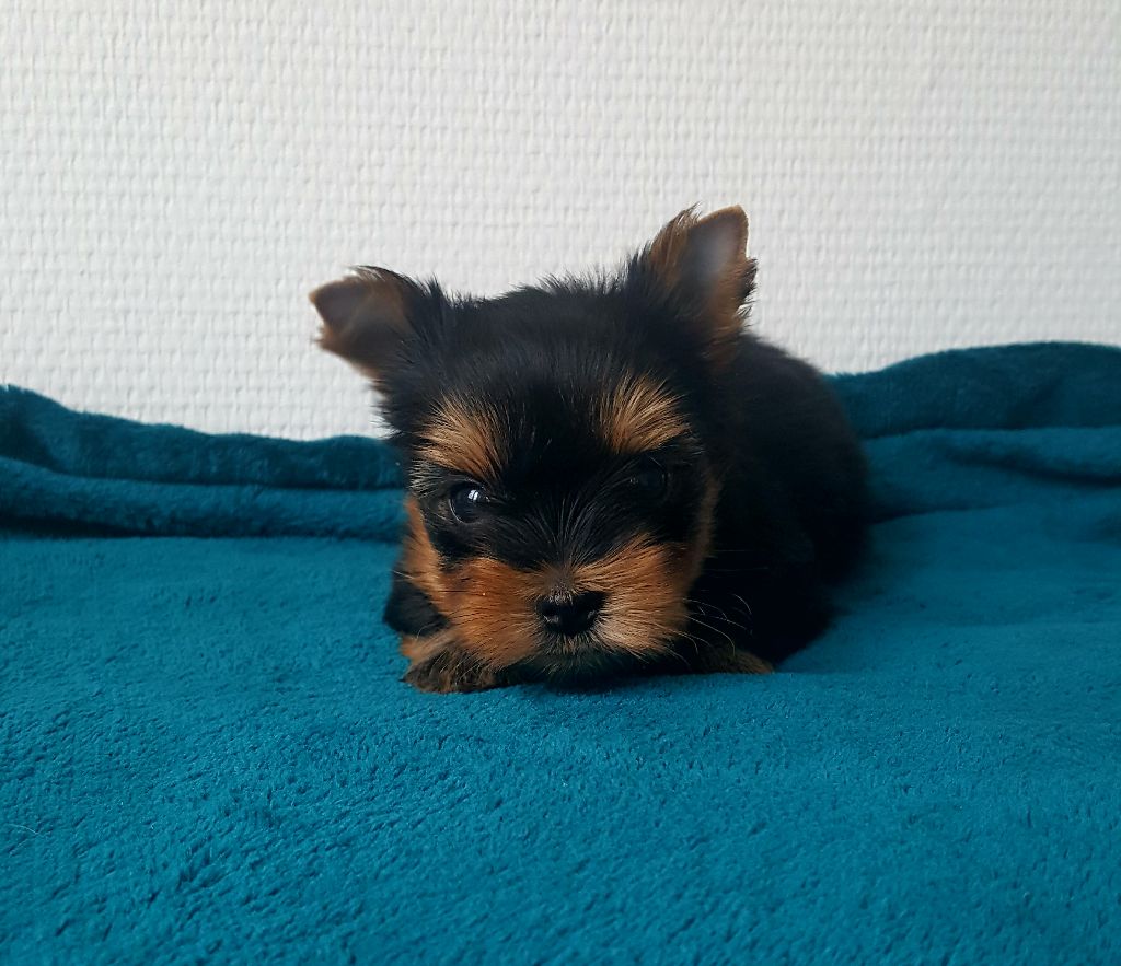 Let's Go Baby - Yorkshire Terrier - Portée née le 31/01/2018