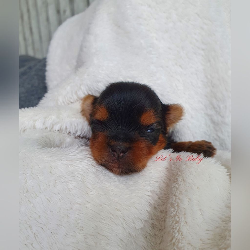 Let's Go Baby - Chiots disponibles - Yorkshire Terrier