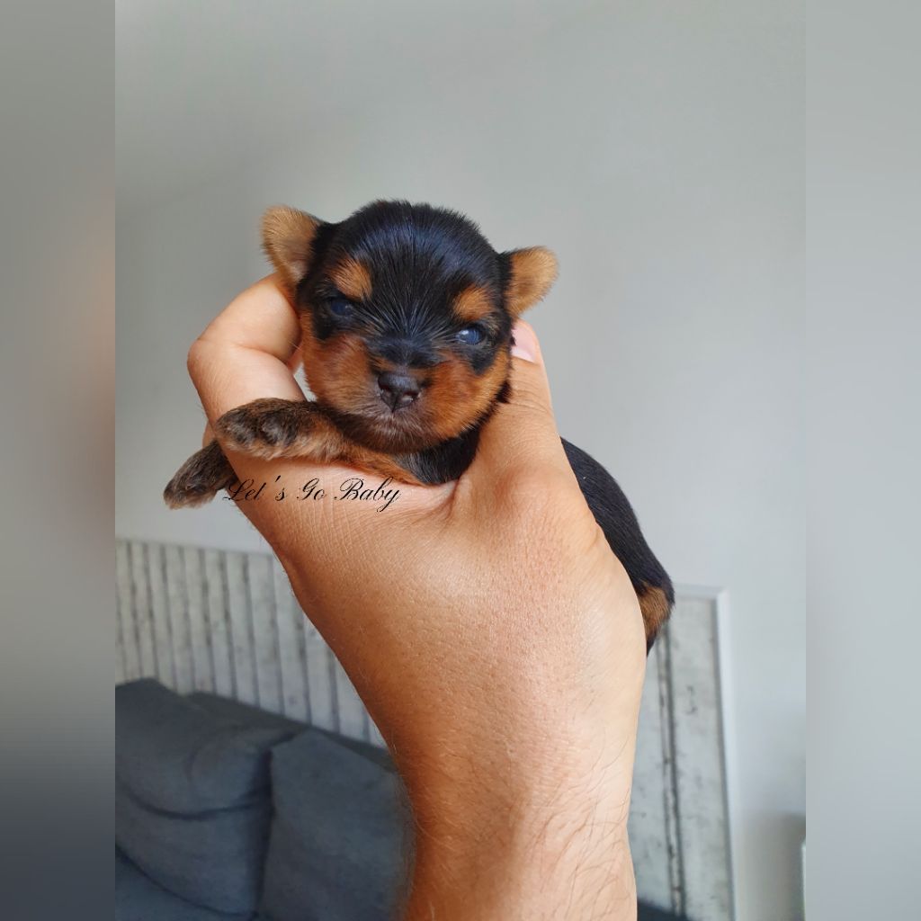 Let's Go Baby - Chiots disponibles - Yorkshire Terrier