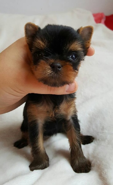 Let's Go Baby - Yorkshire Terrier - Portée née le 09/12/2016